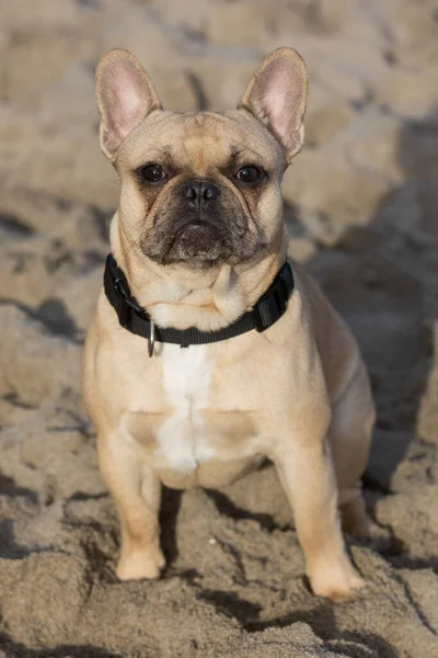 Months Old Fawn Frenchie Macho Playa —  Fotos de Stock