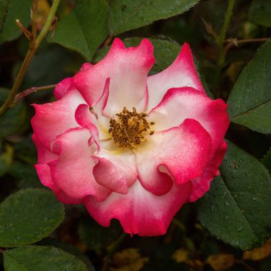 'Betty Boop' Floribunda Rose in Bloom