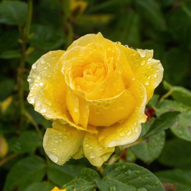 'Doris Günü' Floribunda Rose in Bloom