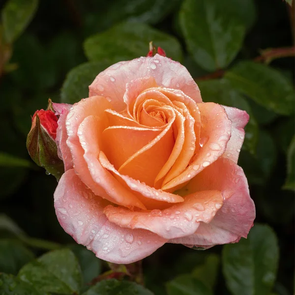 \'Jump for Joy\' Floribunda Rose with Morning Dew in Bloom