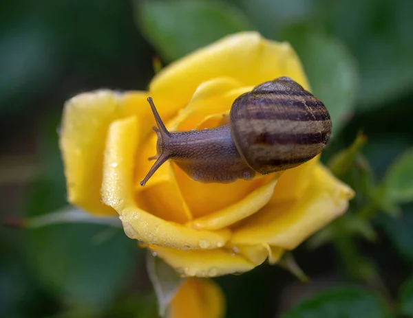 Garden Snail Strike Rich Grandiflora Rose — стоковое фото
