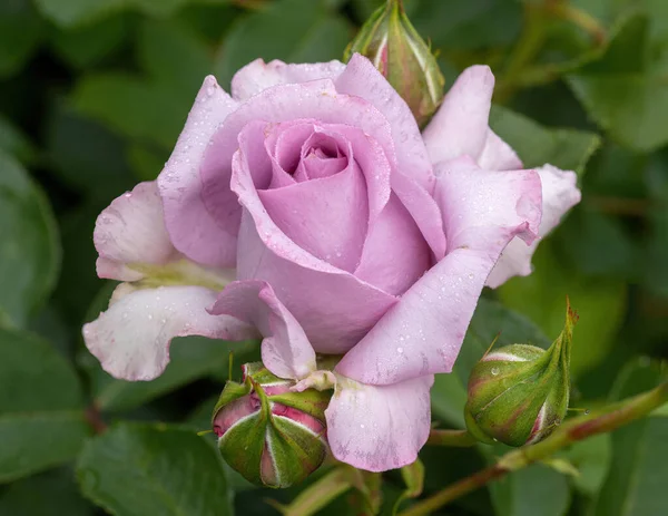 Love Song Floribunda Rose Morning Dew Bloom — Stock fotografie