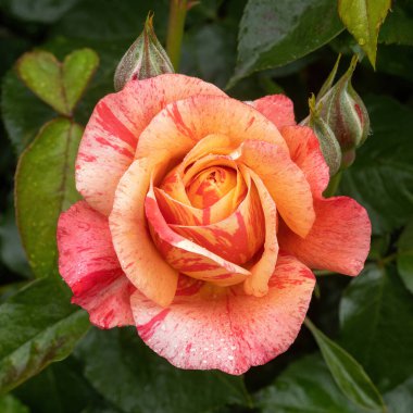 'Frida Kahlo' Floribunda Rose Bloom 'da