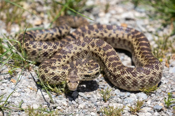 Pacific Gopher Snake Felnőtt Védekező Testtartásban Arastradero Rezervátum Santa Clara — Stock Fotó