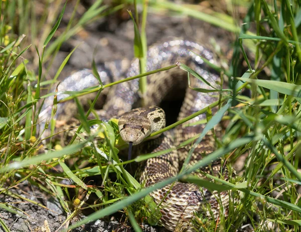 Pacific Gopher Snake Hiding Grass Defensive Posture Arastradero Preserve California — Stock Photo, Image