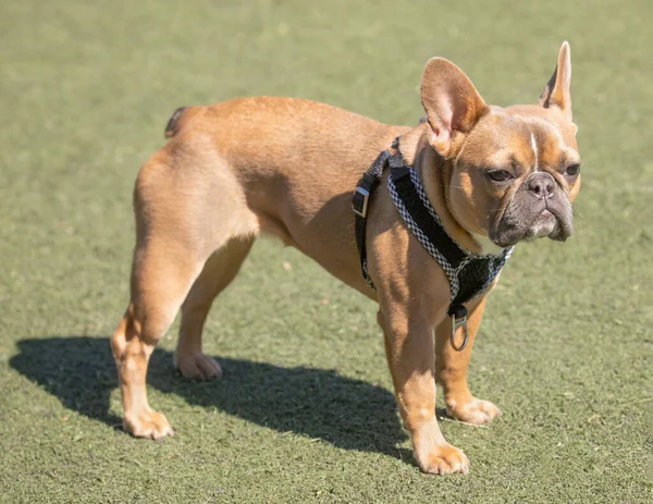 Months Old Blue Fawn Female Frenchie Leash Dog Park Northern — Stock Photo, Image