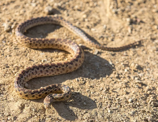 Pacific Gopher Snake Sub Felnőtt Védekező Testtartásban Joseph Grant County — Stock Fotó
