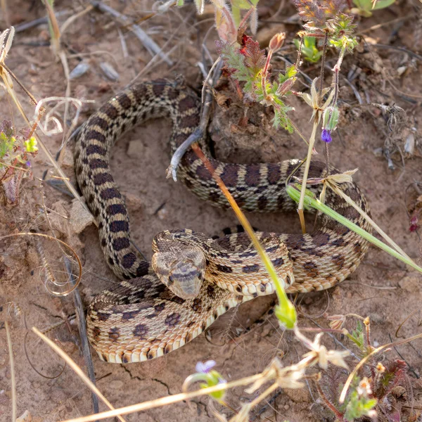 Pacific Gopher Snake Fiatalkorú Védekező Pozícióban Joseph Grant County Park — Stock Fotó