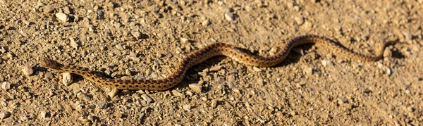 Pacific Gopher Snake Sub Adult Slithering Trail Joseph Grant County — Stock Photo, Image