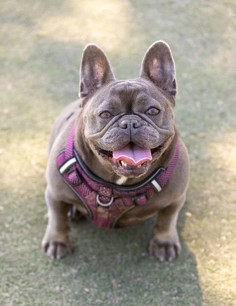 Months Old Lilac Tan Male Frenchie Sitting Looking Leash Dog — Stock Photo, Image