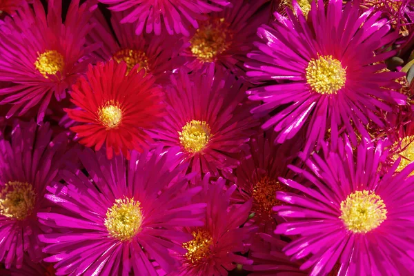 Red Pink Ice Plant Succulent Flowers Bloom — Stock Photo, Image