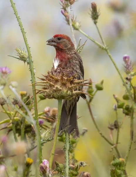Finch Hanesi Erkeği Devedikeni Tohumu Yiyor Arastradero Preserve Santa Clara — Stok fotoğraf