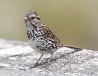 Song Sparrow çocuk iskele korkuluklarına tünemiş. Palo Alto Baylands, California, ABD.
