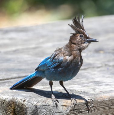 Steller 'ın Jay Adult' ı Sahipsiz Piknik Yemeği arıyor. Chabot Gölü, Alameda County, California, ABD.