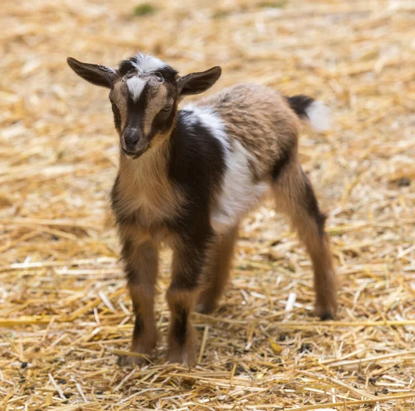 Goat Kid Standing in an Animal Pen