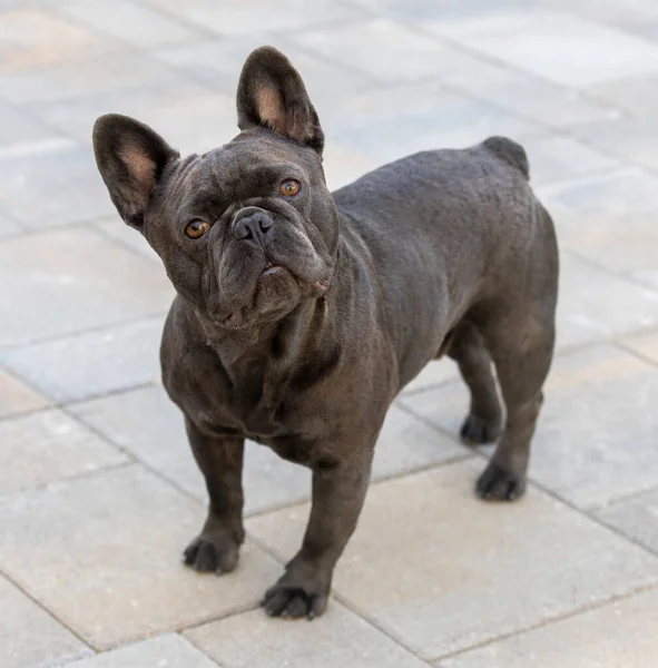 Attentive Years Old Blue Lilac Male Frenchie Head Tilting — Stock Photo, Image