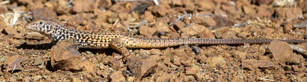 California Whiptail Lizard Adult Santa Clara County California Usa — Stock fotografie