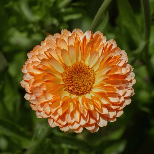 Dahlia Flower Close Bloom — Stock Photo, Image