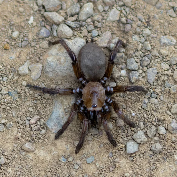蒙贝洛保护区的陷阱蜘蛛美国加利福尼亚州San Mateo县和Santa Clara县 — 图库照片