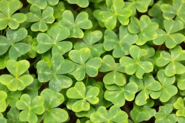 San Mateo County, Kaliforniya 'daki El Corte de Madera Creek Preserve' deki Redwood Sorrel arazisi..