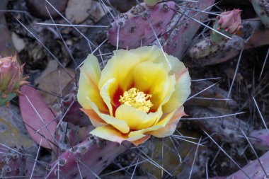 Opuntia makrocentra Mor Pricklypear çiçek açmış. Palo Alto, Kaliforniya 'daki Arizona Kaktüs Bahçesi.