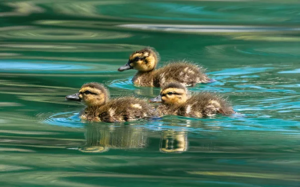 Mallard ördekleri havuzda yüzüyor. Las Palmas Parkı, Santa Clara County, Kaliforniya.