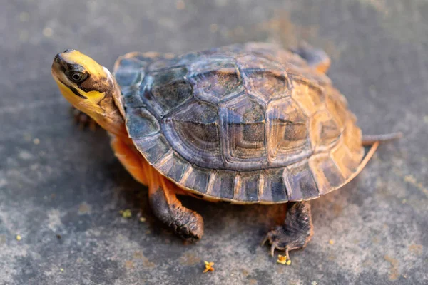 Черепаха Золотой Монетой Китайская Трёхполосатая Черепаха — стоковое фото