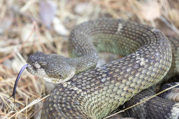 Angry Northern Pacific Rattlesnake Tinted Green Coloring Defensive Posture Stevens — Stock Photo, Image