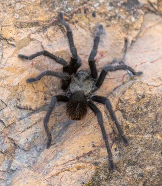 California Tarantula erkeği, çiftleşme mevsiminde dişi arıyor. Stevens Creek Park, Santa Clara County, California, ABD.