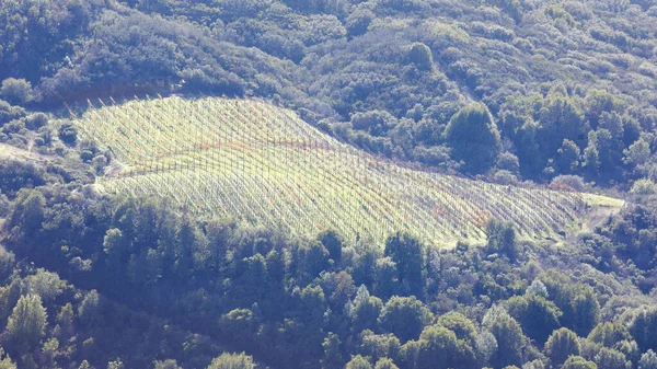 Vinařství Rámované Lesními Stromy Los Gatos Hills Kalifornie Usa — Stock fotografie