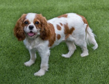 1 yaşındaki Blenheim (kestane rengi ve beyaz) Kral Charles Spaniel Dişi Puppy. Kuzey Kaliforniya 'da tasmasız köpek parkı.