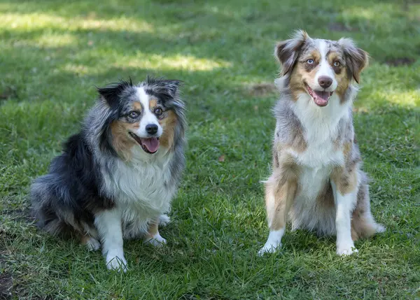 Years Old Left Years Old Miniature Australian Shepherd Female Dogs Stock Picture