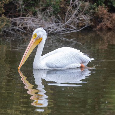 Amerikan Beyaz Pelikanı Bataklıkta Yüzüyor. Emily Renzel Wetlands, Santa Clara County, Kaliforniya, ABD.