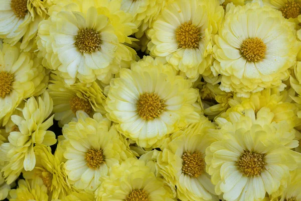 Bouquet of Chelsey Yellow Mum Flowers.