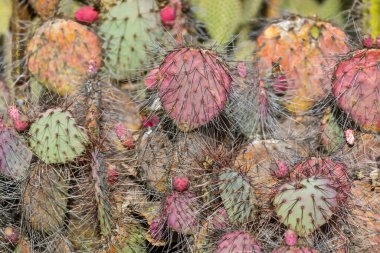 Santa Rita Armut Işıklı Sabah Güneşi. Stanford, California 'daki Arizona Kaktüs Bahçesi, ABD.