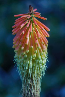 Red Hot Poker bitkisi çiçek açtı. Arizona Cactus Garden, Stanford, California.