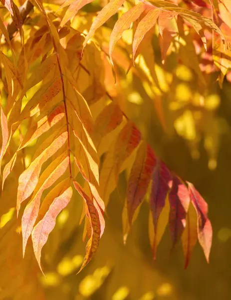 stock image Brightly Lit Autumn Leaves Shining in Sunlight