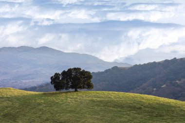 Tepedeki Yalnız Meşe Ağacı. Pleasanton Ridge Bölge Parkı, Alameda County, California, ABD.