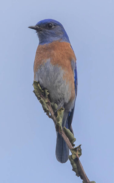 Western bluebird adult male perched on tree branch. Arastradero Preserve, Santa Clara County, California.