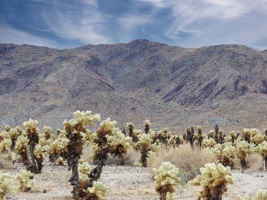 Joshua Tree Ulusal Parkı, Kaliforniya 'daki Cholla Kaktüs Bahçesi