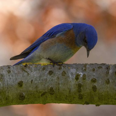 Batı Bluebird erkeği bir ağaç dalında aşağıya bakıyor. Cuesta Park, Santa Clara County, Kaliforniya.