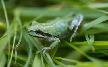 Green color morph Pacific Tree Frog camouflaging on grass. Joseph D. Grant County Park, Santa Clara County, California. clipart