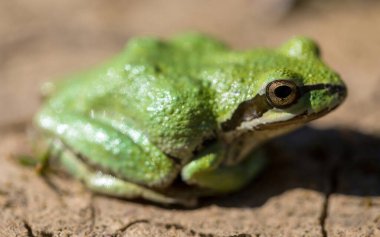 Green color morph Pacific Tree Frog. Joseph D. Grant County Park, Santa Clara County, California. clipart