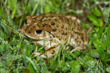 California Toad Adult. Joseph D. Grant County Park, Santa Clara County, California, USA. clipart