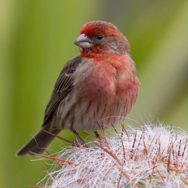 House Finch male perched on a cactus plant. Stanford, Santa Clara County, California, USA. clipart