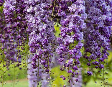 Wisteria Floribunda 'Violacea Plena' çiçek açmış sarmaşığa tırmanıyor.