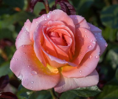 'Joy için zıpla' Floribunda Rose ile Sabah Çiyi Çiçeği