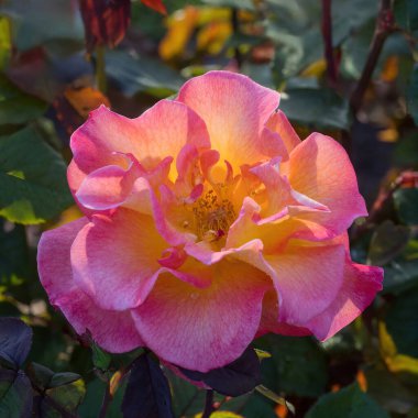 'Mardi Gras' Floribunda Rose Bloom 'da. San Jose Belediye Gül Bahçesi, San Jose, California, ABD.