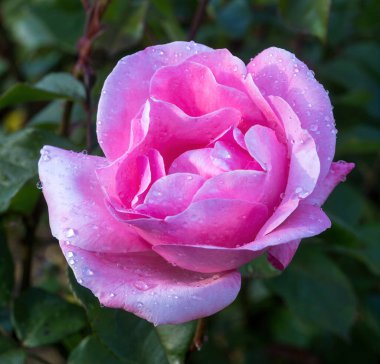 'Kraliçe Elizabeth' Grandiflora Rose in Bloom. San Jose Belediye Gül Bahçesi, San Jose, Santa Clara County, Kaliforniya, ABD.