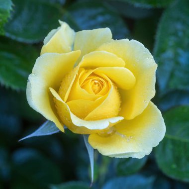 'Walking On Sunshine' Floribunda Rose in Bloom. San Jose Belediye Gül Bahçesi, San Jose, Kaliforniya.